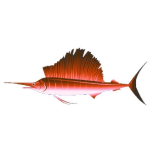 Orange Sailfish